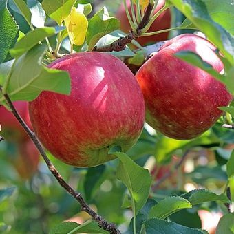 Ilustrasi pohon apel