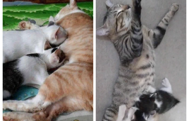 Ramai soal Anak Kucing Menyusu ke Kucing Jantan, Apa Penyebabnya ...
