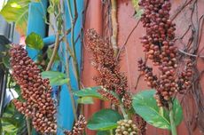 Dari Bingung Kerja, Irwandi Kini Mampu Kuliahkan Anak dan Bangun Rumah dari Berjualan Kelapa di Indralaya