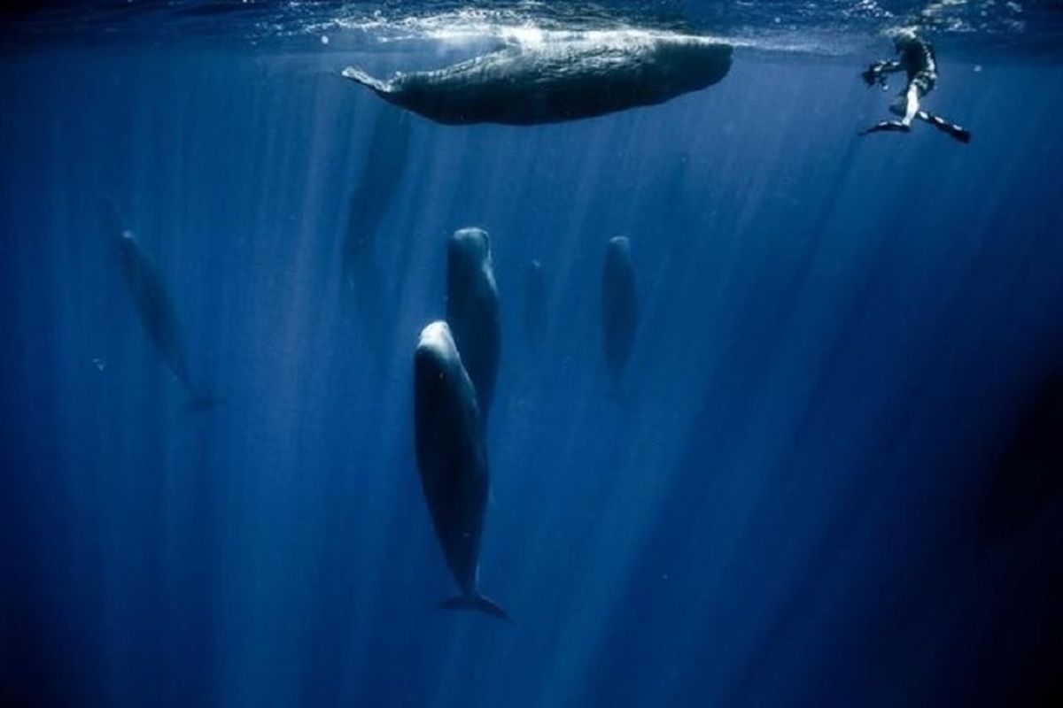 Paus dewasa tidur sementara ada kaki yang berenang di permukaan laut.