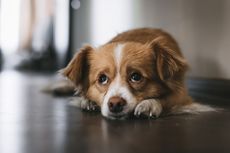 Perilaku Puppy Eyes Tidak Hanya Ditemukan pada Anjing Peliharaan