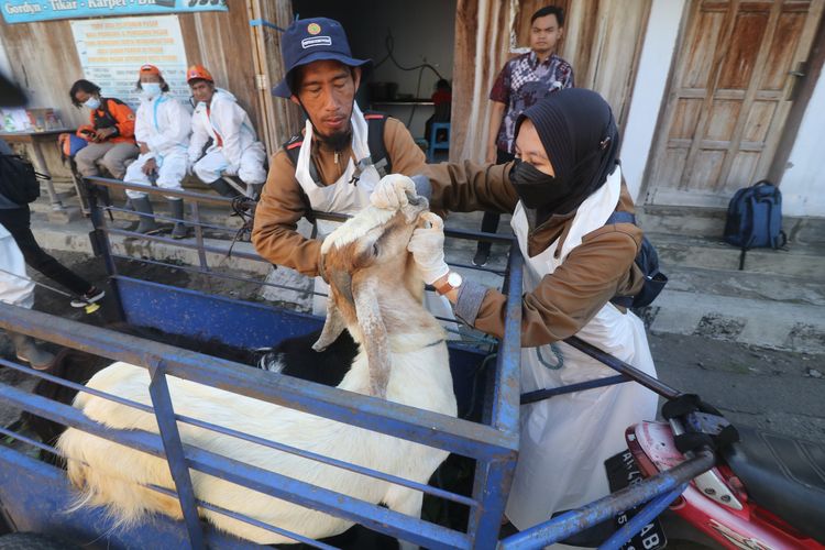 Petugas Dinas Ketahanan Pangan dan Pertanian memeriksa kondisi kesehatan kambing di Pasar Hewan Muning, Kota Kediri, Jawa Timur, Kamis (7/7/2022). Pemerintah daerah setempat memperketat pengawasan penjualan hewan di pasar dengan pemeriksaan kesehatan, menolak hewan dari luar daerah, dan menyemprotkan disinfektan guna mencegah penyebaran penyakit mulut dan kuku (PMK) pada hewan menjelang Idul Adha. ANTARA FOTO/Prasetia Fauzani/rwa.