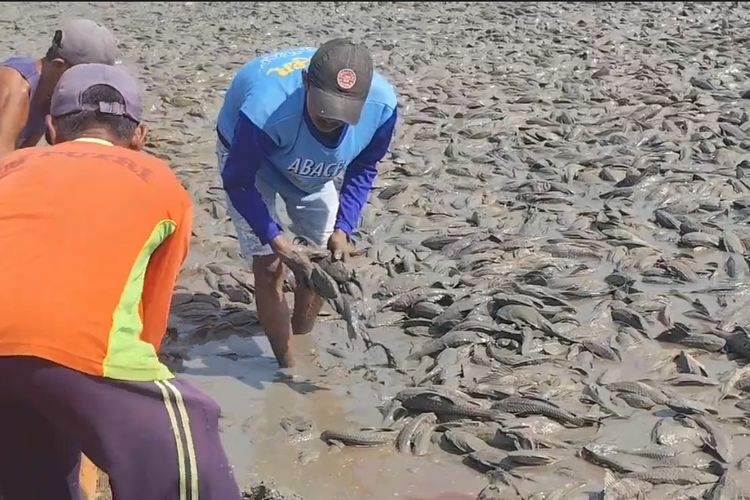 Sungai Juwana Mengering, Warga Pati Berburu Ikan Sapu-sapu, Dijual Rp 2.500 per Kg