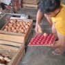 Telur Masih Impor dari Daerah Lain, Pemprov NTT Akui Produksi Lokal Belum Mampu Penuhi Kebutuhan