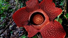 Bukan Cuma Rafflesia Arnoldii, Ini Jenis-jenis Rafflesia di Indonesia