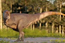 Temuan Dinosaurus Baru, Punya Lengan Lebih Kecil dari T-rex