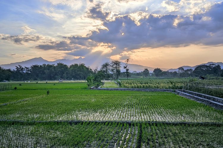 Ilustrasi lahan pertanian di Kediri, Jawa Timur.