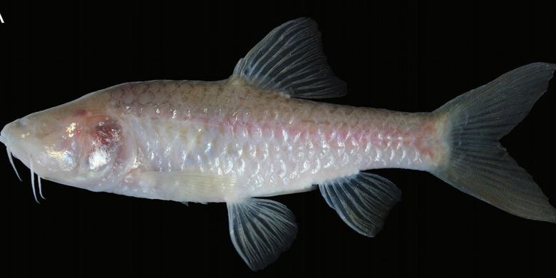 Spesies pertama Barbodes klapanunggalensis, atau lebih dikenal sebagai wader gua buta Klapanunggal
