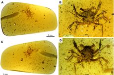 Ilmuwan Identifikasi Kepiting Kecil Berusia 100 Juta Tahun