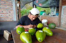 Manfaatkan Teknologi, Bisnis Hortikultura Pemuda Asal Semarang Tembus Pasar Asing