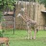 Kebun Binatang Bandung Terancam Potong Rusa untuk Pakan Satwa