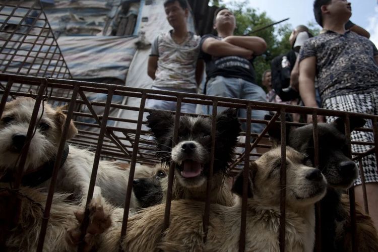 Anjing yang hendak diikutsertakan dalam festival daging anjing di Yulin, China. Tahun ini, Kementerian Pertanian China menggolongkan anjing sebagai peliharaan, bukan makanan.