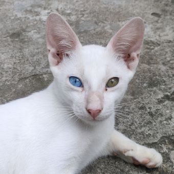 Ilustrasi ras kucing Khao Manee, kucing langka yang berasal dari Thailand.