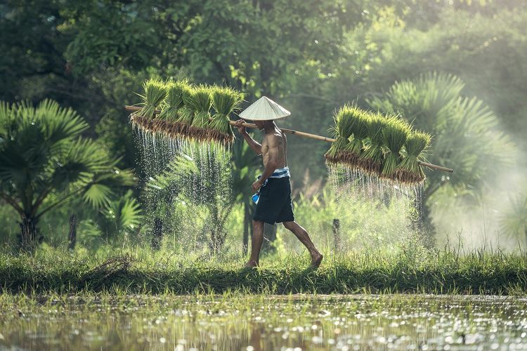 Petani yang sedang membawa hasil pertanian dari sawah