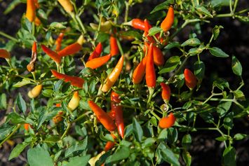 5 Jenis Cabai Terpedas, Cabe Rawit Salah Satunya