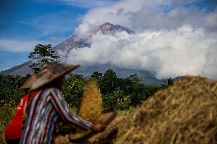 Aktivitas petani dengan latar belakang Gunung Semeru dari Desa Sumber Mujur, Candipuro, Lumajang, Jawa Timur, Kamis (10/12/2021). Hasil pengamatan Pusat Vulkanologi dan Mitigasi Bencana Geologi (PVMBG) laporan per 6 jam tanggal 10 desember pukul 12.00 - 18.00 Wib terjadi 2 kali gempa hembusan dengan amplitudo 2 mm yang berdurasi 30-35 detik.