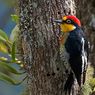 Bentuk Adaptasi Burung Pelatuk