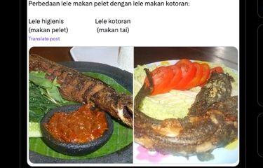 Ramai soal Lele yang Diberi Pakan Kotoran Akan Melengkung Saat ...
