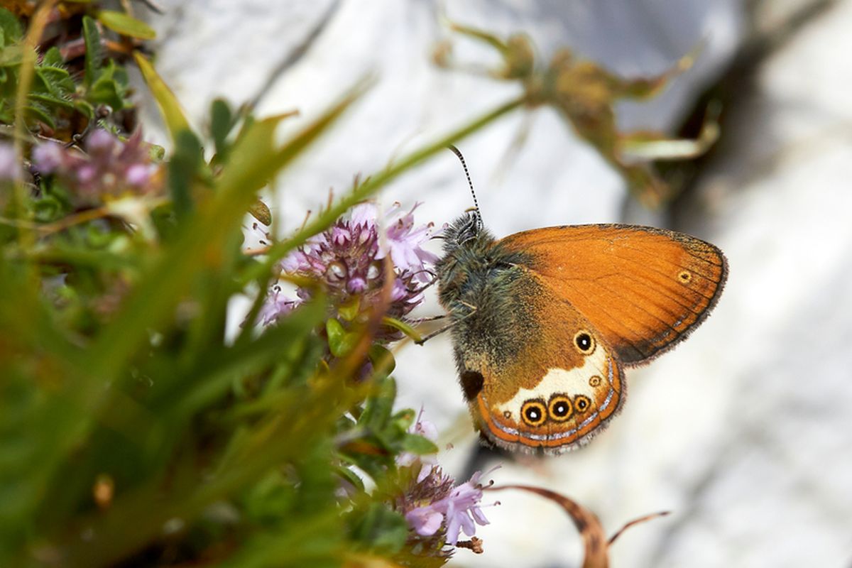 Ilustrasi kupu-kupu padang rumput besar. Para konservasionis berhasil membangkitkan kembali spesies kupu-kupu langka di Inggris yang dikenal sebagai kupu-kupu Manchester argus. Kupu-kupu ini sempat menghilang selama 150 tahun lalu.