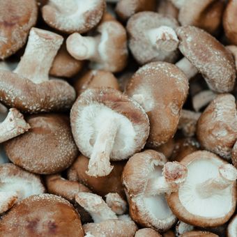 Jamur Shiitake