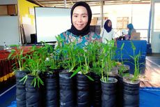 Tak Punya Ladang, Suku Bajau Torosiaje Berlatih Sistem Tanam Hidroponik