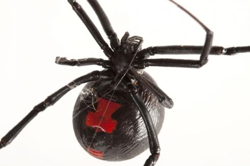 Digigit Laba-laba Black Widow, Pria Kanada Tak Bisa Kencing