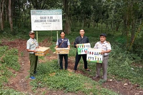 216 Ekor Burung Sitaan Dilepasliarkan di Cagar Alam Rogojampi Banyuwangi 