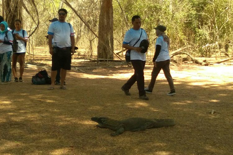 Taman Nasional Komodo (TNK) yang menjadi lokasi 5 destinasi wisata Bali Baru, Labuan Bajo, NTT, Rabu (11/12/2019).