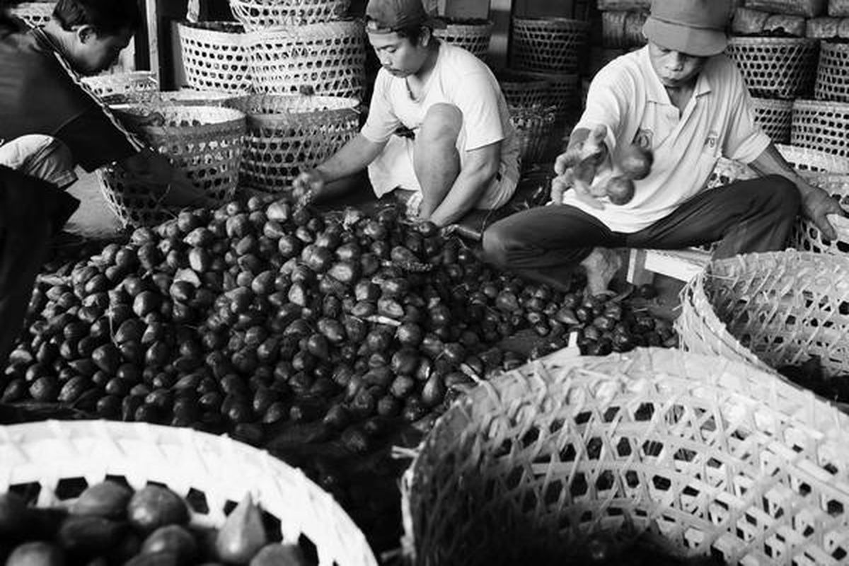 Pekerja menyortir salak pondoh yang akan dikirim ke Jambi dan Bali di sentra pengepul Desa Kromodangsan, Tempel, Kabupaten Sleman, DI Yogyakarta, Senin (11/8). Kelangkaan salak pondoh pada musim kemarau ini membuat harganya melambung dari Rp 2.000 menjadi Rp 8.000 per kilogram.  