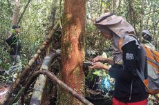 Lawan Pembalakan, IPB-WRI Indonesia Kembangkan Database Genetika Ramin