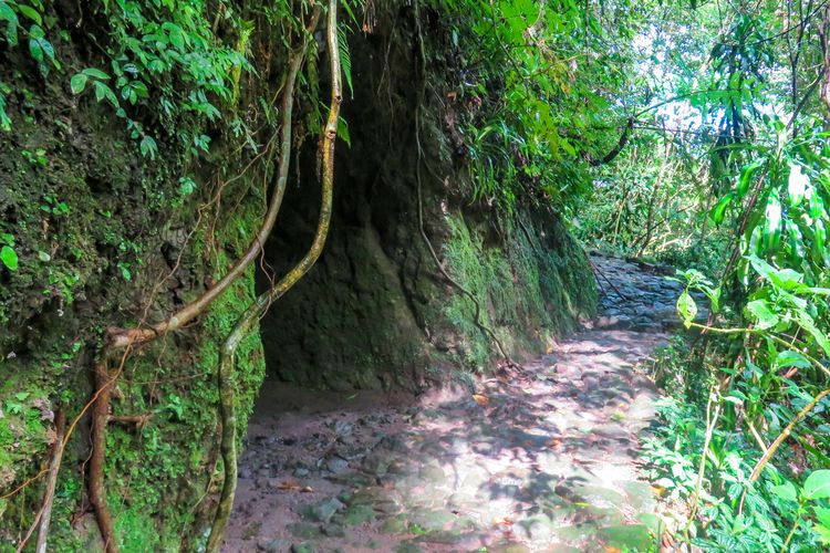 Goa Jepang di TN Gunung Merapi, tahun 2018.