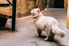 Kucing Diam Menatap Tembok, Melihat Hantu?