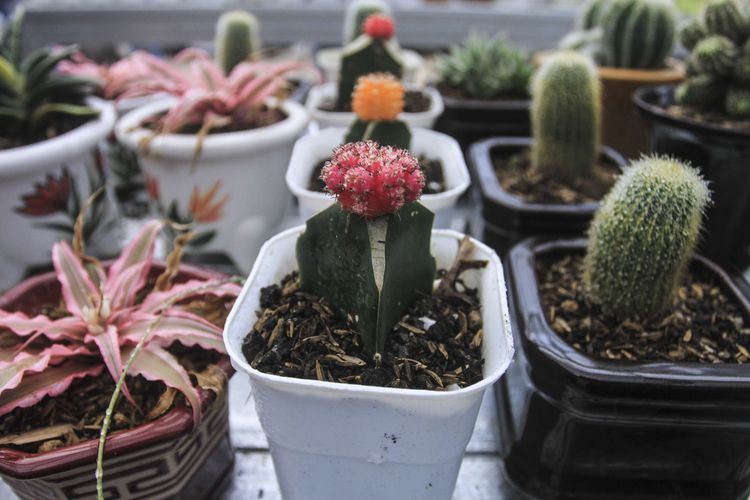 Kaktus mini jenis Gymnocalycium cactus yang ada di kampung Kaktus Palembang, Sabtu (10/10/2020). Saat ini penjualan kaktus mini sebagai tanaman hias mengalami peningkatan 200 persen semenjak pandemi Covid-19.