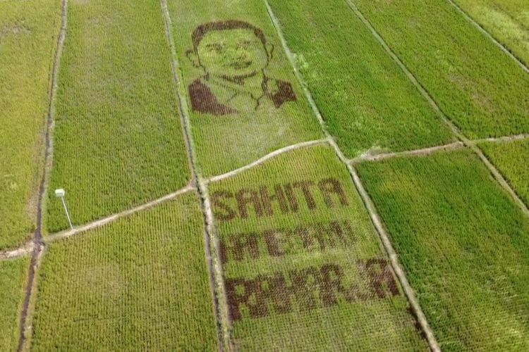 Meriahkan Hari Jadi Klaten, Petani Tanam Padi Hingga Jadi Lukisan Wajah Bupati