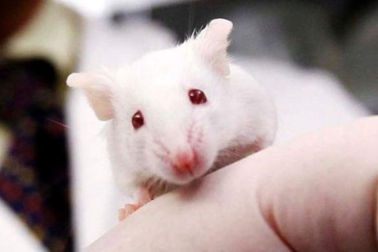 Para ilmuwan mengaktifkan gen muda dan mematikan gen yang lebih tua pada tikus.
