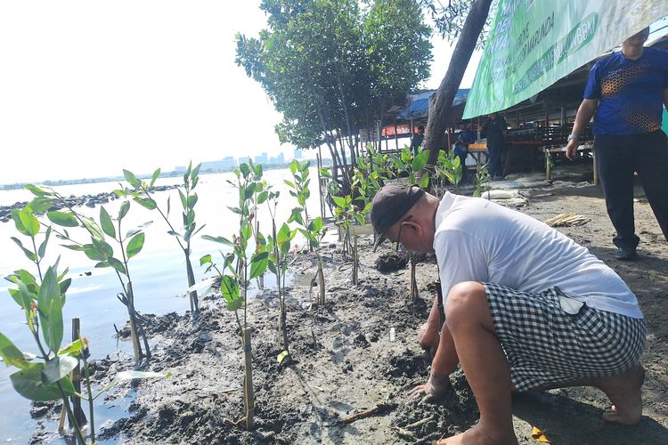 Nelayan tanam 500 mangrove untuk mencegah abrasi di Pantai Marunda, Cilincing, Jakarta Utara.