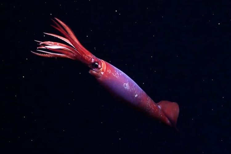Di perairan dingin dekat Antartika, cumi-cumi yang sulit ditangkap, Gonatus antarcticus, baru-baru ini terlihat oleh kendaraan yang dioperasikan dari jarak jauh. Ini adalah pertama kalinya cumi-cumi ini terlihat hidup.