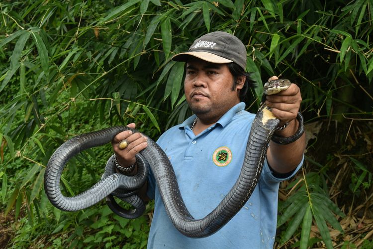 Petugas Kebun Binatang Bandung tengah menangkap ular king kobra.