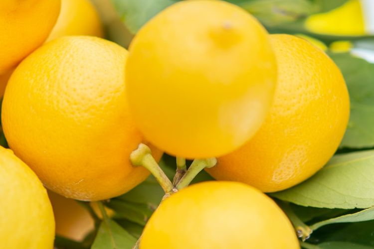 Ilustrasi buah lemon. 