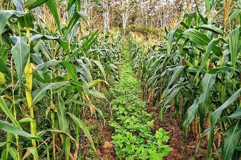 Padi Ladang Tahan Kekeringan Ditanam di Gorontalo