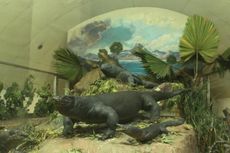 Kenalan dengan Reptil-reptil Museum Komodo