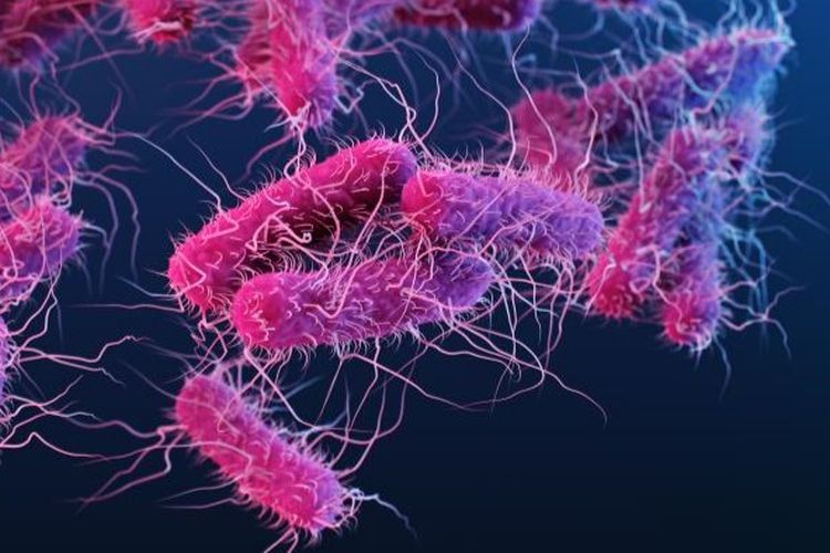 Bagaimana Bakteri Salmonella hingga E. coli Sebabkan Keracunan Makanan? Ini Kata Guru Besar UGM