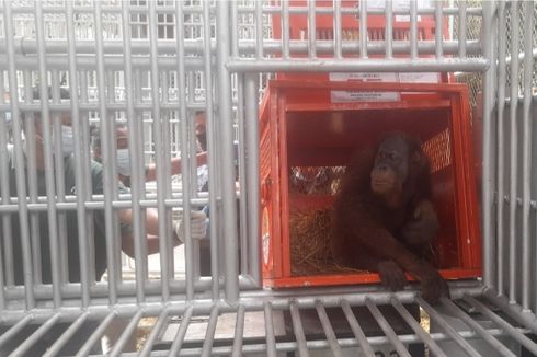 3 Orangutan Korban Perdagangan Satwa Liar Direpatriasi dari Thailand ke Jambi