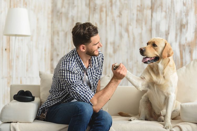 Anjing melakukan trik shake hand dengan pemiliknya 