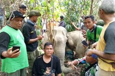 Sepanjang 2019, Ada 3 Kasus Gajah Liar Kakinya Terjerat di Aceh Timur
