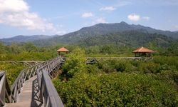 Tanam Mangrove Secara Masif Jadi Upaya Lindungi Pesisir