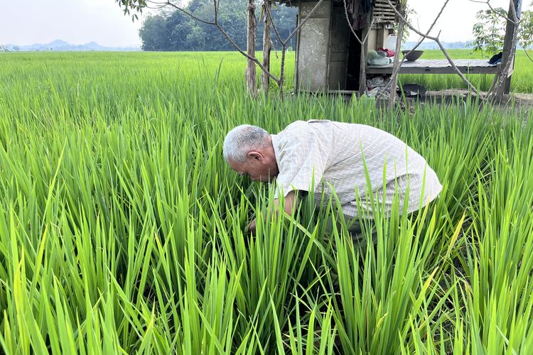Padi Sedang Tumbuh Bagus, Petani Pangandaran Malah Dibayangi Serangan Wereng