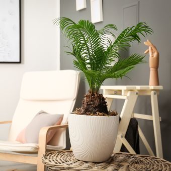 Ilustrasi pohon sagu atau sago palm.