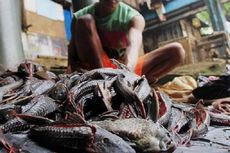 Ikan Sapu-sapu Akankah Berlalu di Jakarta