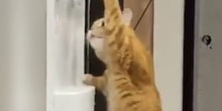 Video Kucing Kehausan Minum Lewat Dispenser Viral, Warganet: Hewan Cerdas!